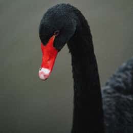 Nightswan